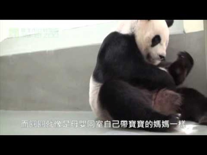 VIDEO: Mama panda prvi put vidjela svoju bebicu