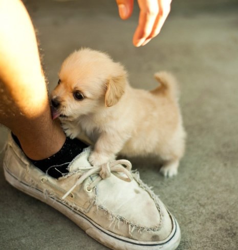 Napada pusicama: Eto ti na, sad si dobio svoje, daj papati!