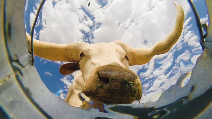 Postavio je kameru u kantu s vodom kako bi snimio žedne životinje i to je postala internet senzacija