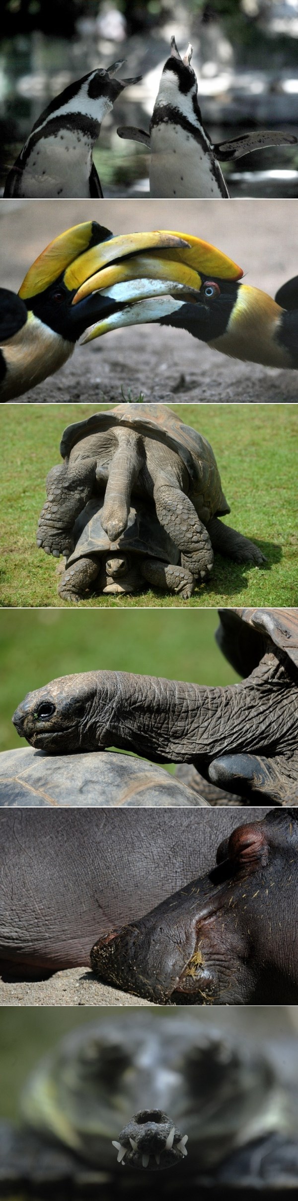 Vesela češka ZOO ekipa