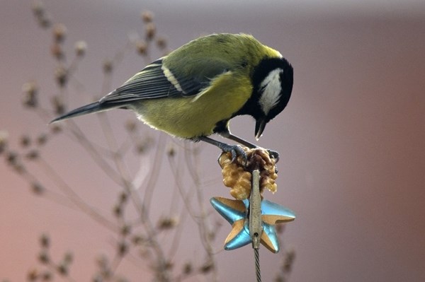 Znatiželjna ptičica našla zanimaciju