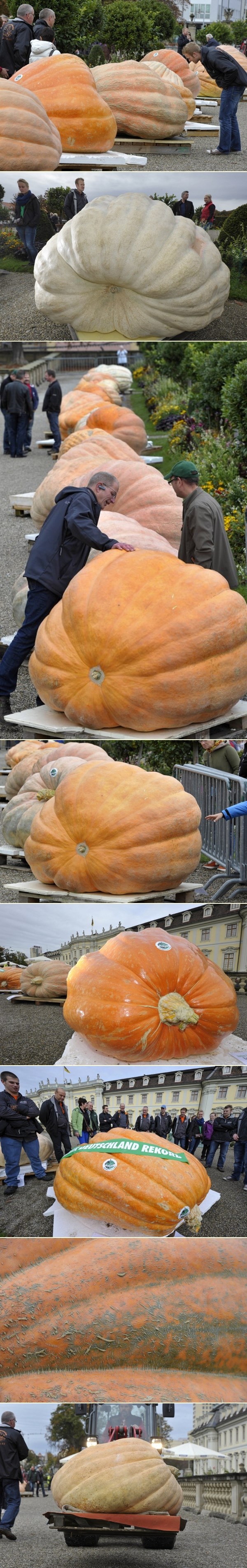 Fino se "ugojile": Nijemci biraju najtežu bundevu