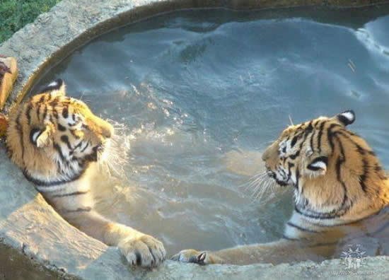 I kažem ja njoj "Uf, lavice!", a ona se naduri, kuiš stari..