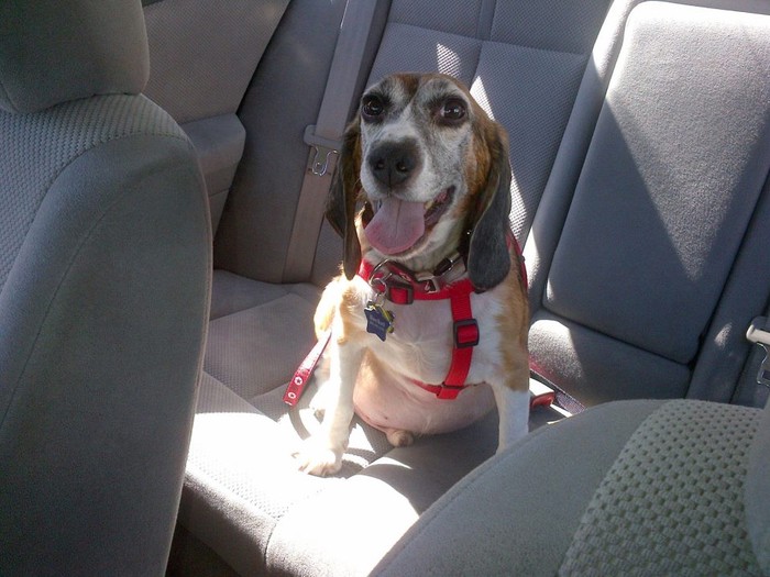 Rocket - pravi deda bigl, spašen iz laboratorija i udomljen