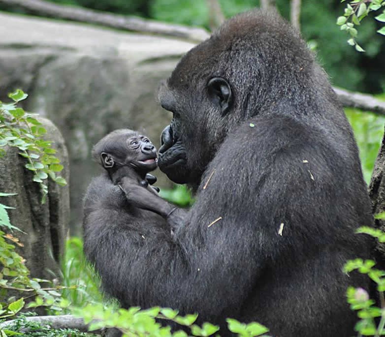 Potomče moj, jednog dana ćeš biti veliki vođa!