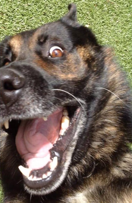 Švedski policijski pas snimio selfie