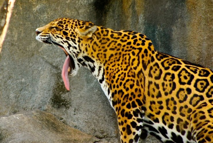 Jaguar te pojede bez žvakanja!