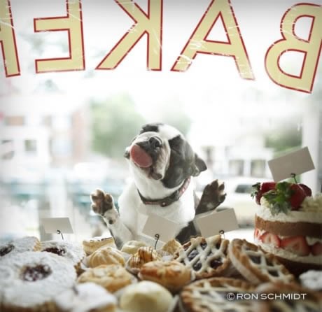 Psić na slatkim mukama: Liže izlog slastičarnice