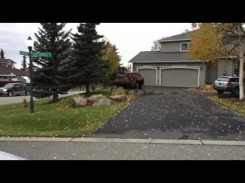 VIDEO: Kad se sretnu dva losa - bježi glavom bez obzira jer ti si sljedeći