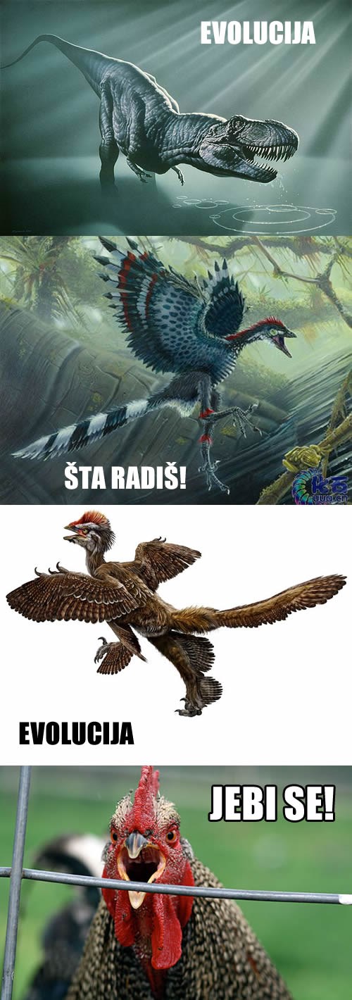 Evolucija upropastila dinosaure: Od monstruma do kokoši