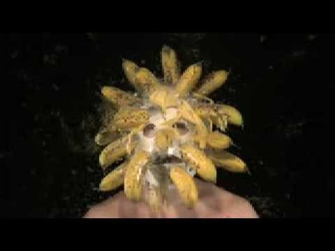 Najbizarniji seksualni fetiš otkad je ljudskog roda