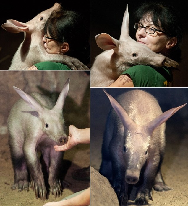 Mali afrički mravojed jako voli svoju ZOO čuvaricu