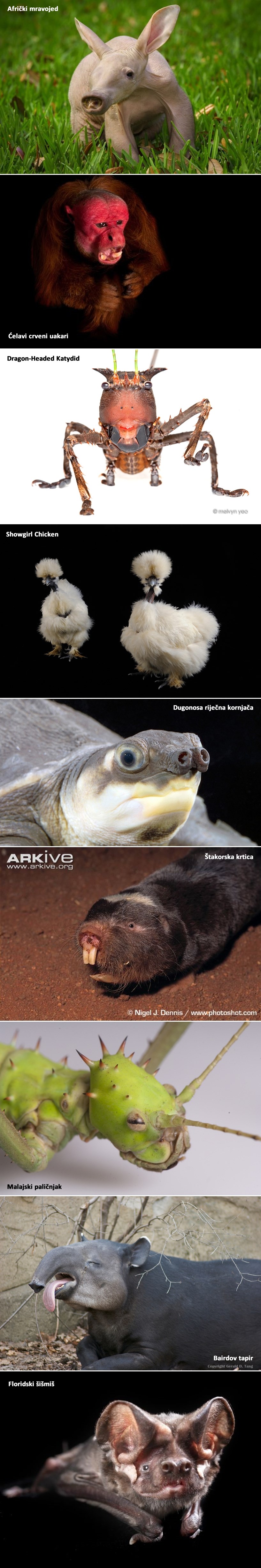 TOP 9 životinja s licem koje samo majka može voljeti