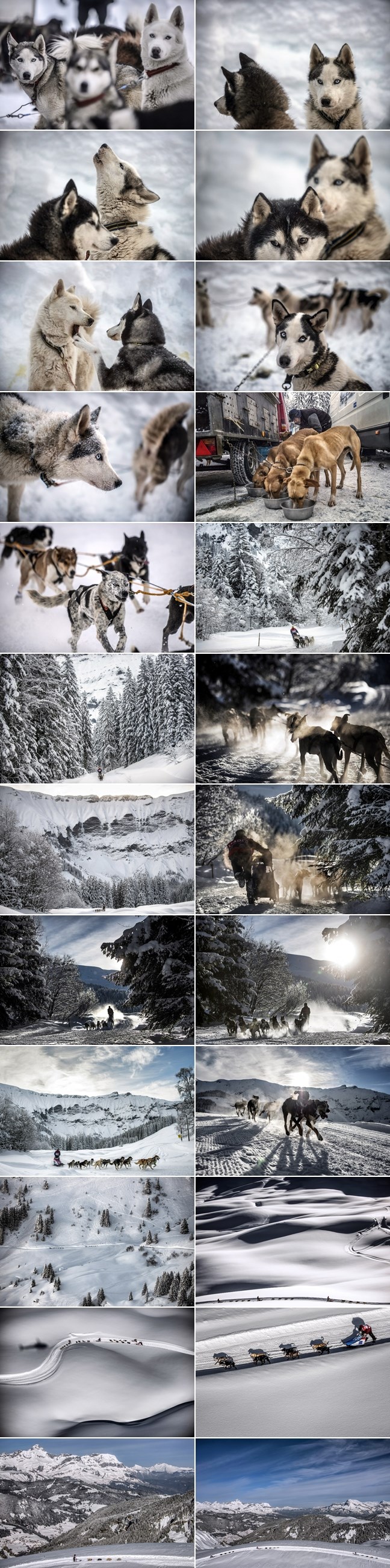 Francuska zimska čarolija: Utrka psećih zaprega