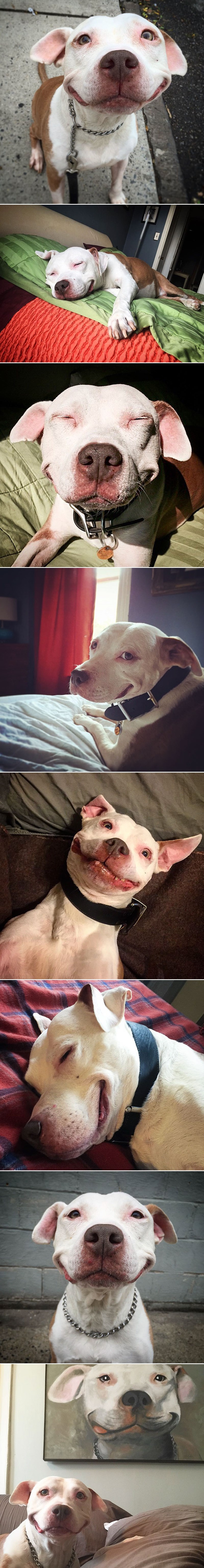 Udomljeni pit bull se ne može prestati smješkati od sreće nakon spašavanja