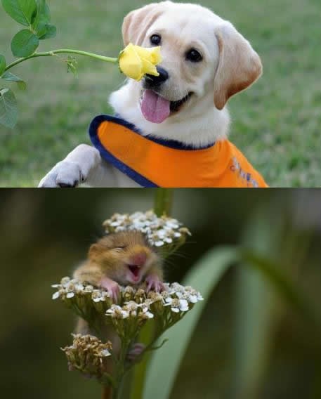 I ljubimci uživaju u prirodi, samo pogledajte taj smiješak