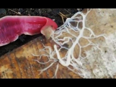 SVI SE PITAJU: Kakvo je ovo izvanzemaljsko biće snimljeno u šumi?!