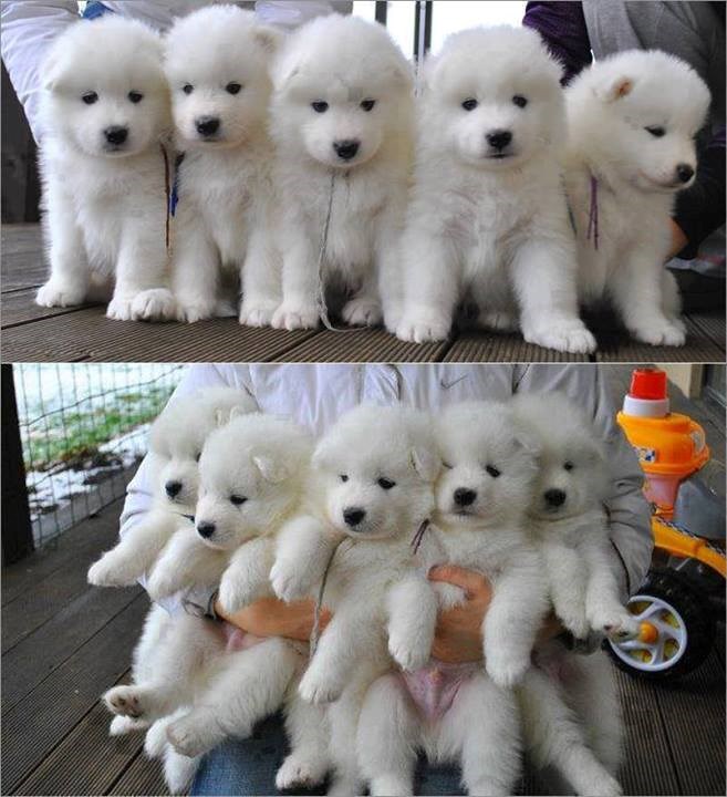 Pufasti peseki uljepšat će pet života