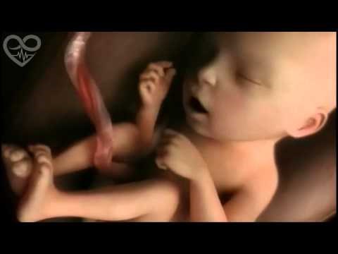 VIDEO: Stvaranje novog života - od malih bijelih plivača do prvog udaha 