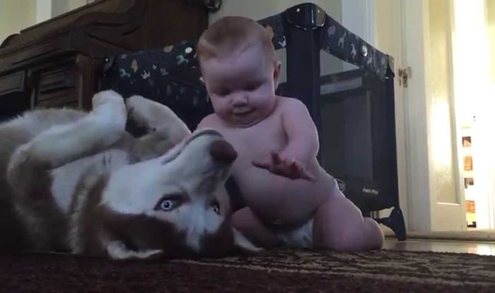 VIDEO: Beba slomila Huskya!