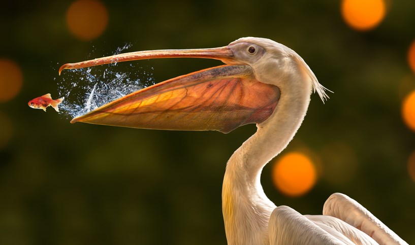 Zlatna ribica pobijedila smrt: Ispunila joj se želja!