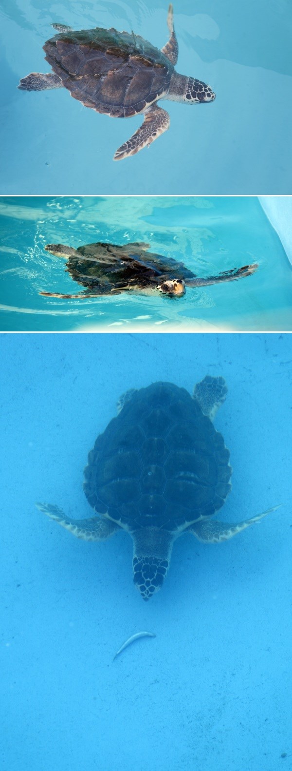 Glavata želva Kiki stigao na Brijune