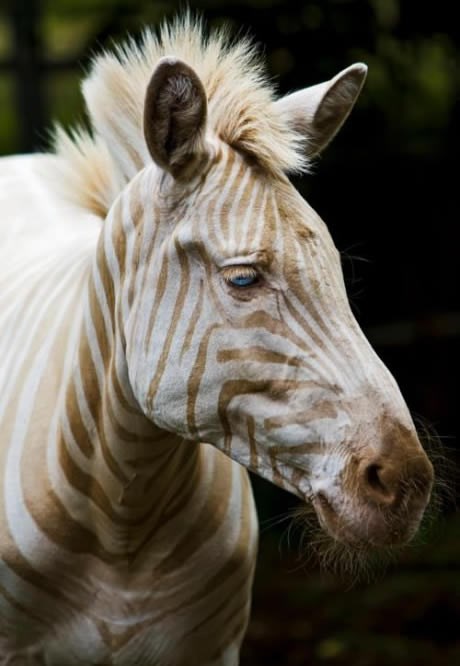 Užasno rijetka zlatna zebra s plavim očima