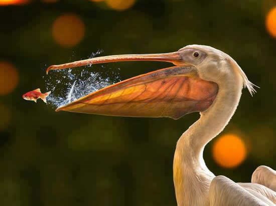 Život ti nekad da drugu šansu