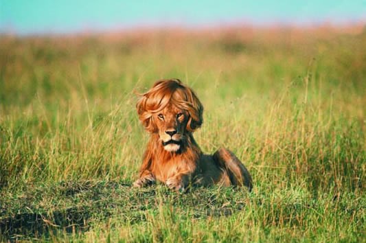 Jedini moralni način testiranja na životinjama