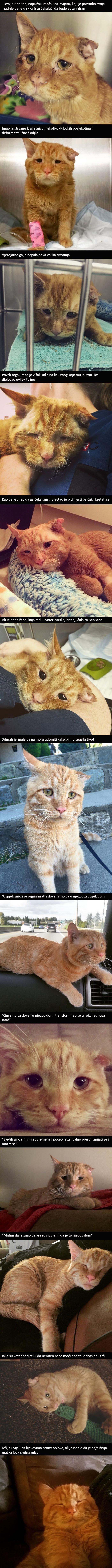 Kako je najtužniji mačak koji je čekao uspavljivanje u skloništu, postao sretni mačor