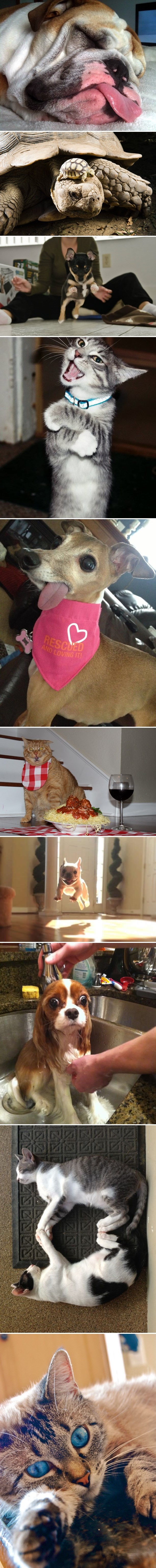 Slatke živinice koje nam uljepšavaju život