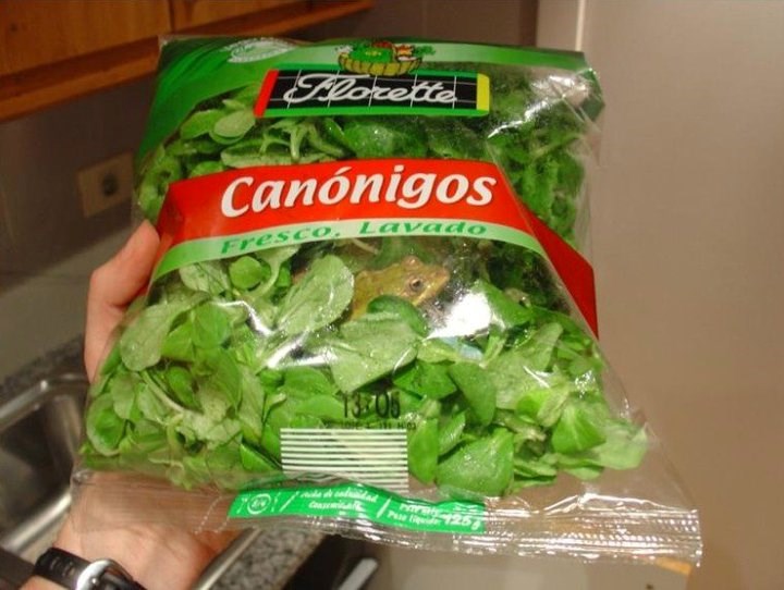 Ultrasvježa salata s iznenađenjem