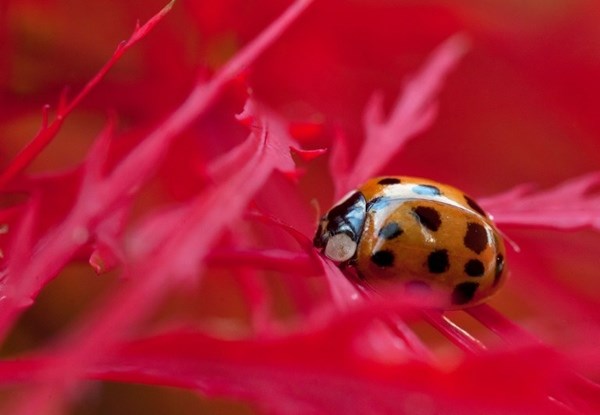 Bubamarica za sreću