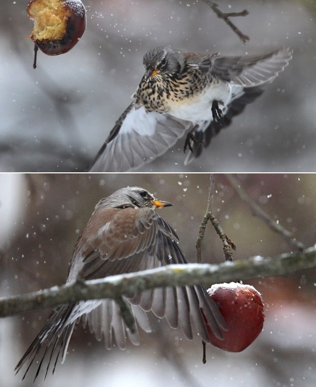 Zima je, nahrani gladne ptičice!