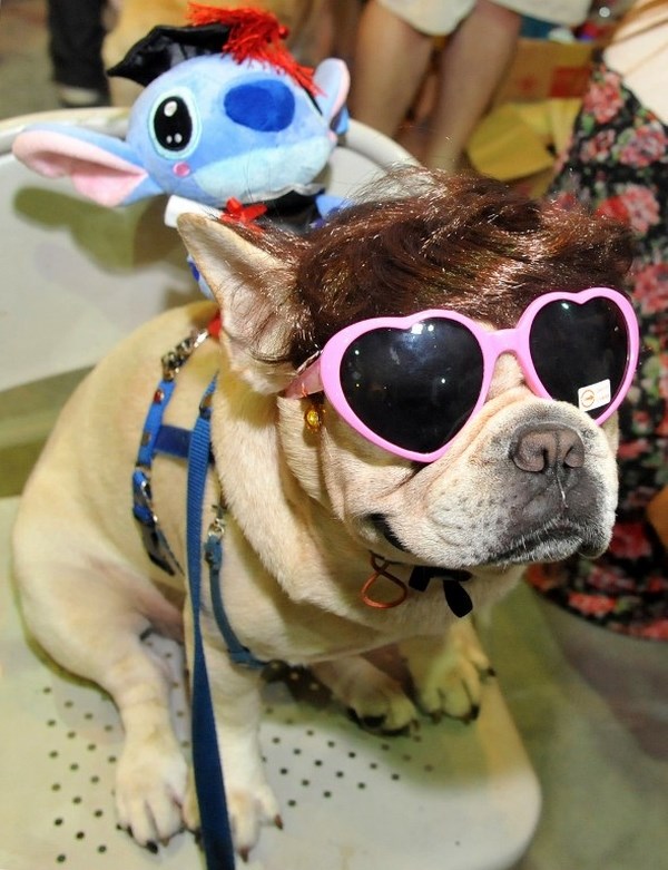 Psić kuler bira stajling za vrući ljetni party