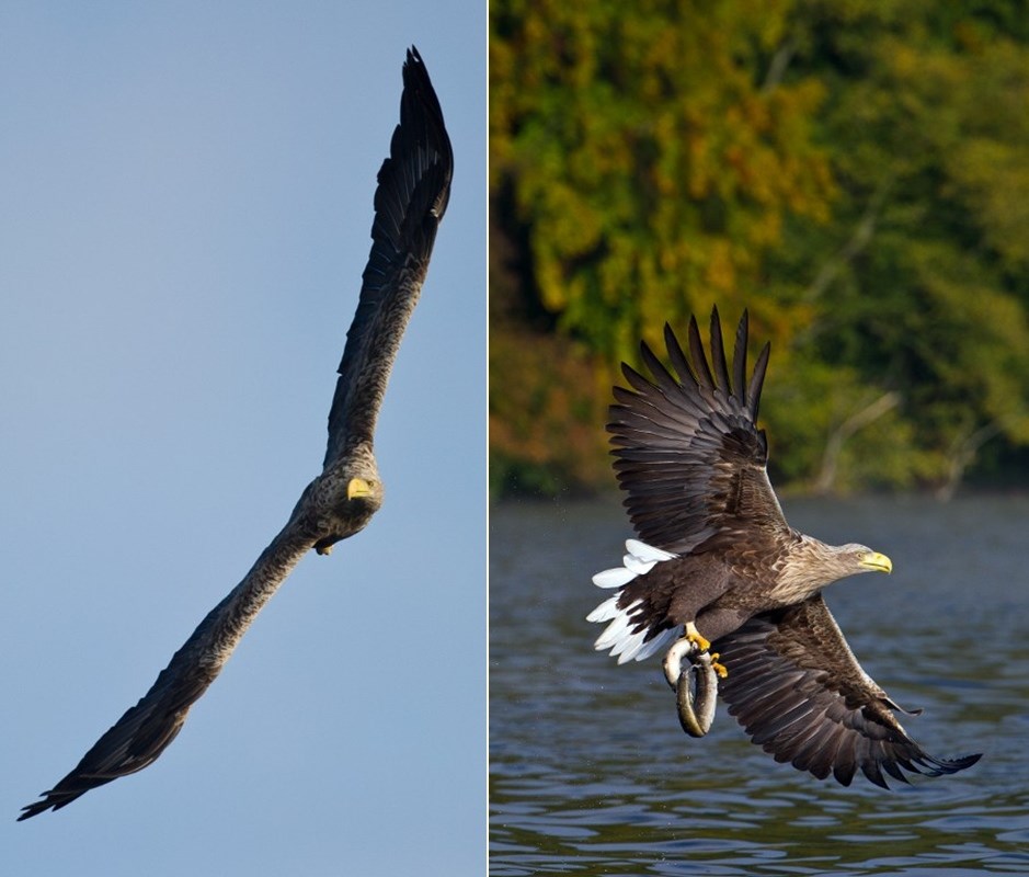 Orao snimljen u lovu na ručak