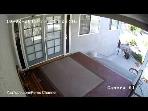 VIDEO: Herojski psić otpustio kočnice i istjerao dva medvjeda iz dvorišta!