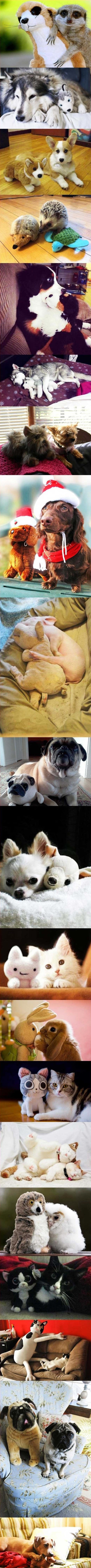 Životinjice na poklon dobile plišane "blizance"