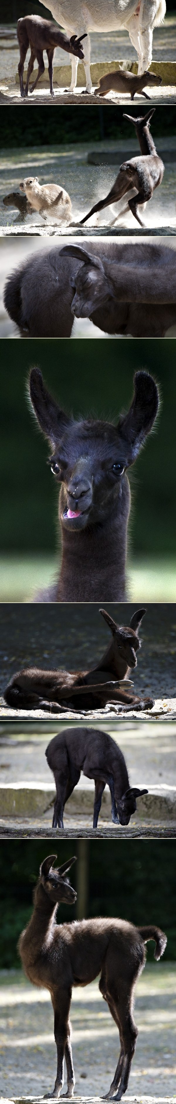 Mala ljama Pippa uživa u igri s vodenprasetom