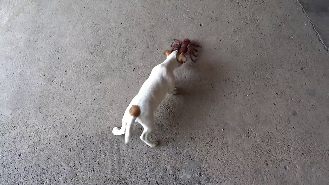 VIDEO Psić je majstorski savladao svoj strah od pauka, a u tome mu je pomogla ova stvarčica!