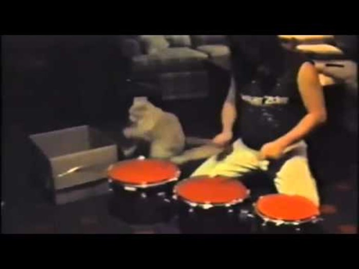 Video koji će vam baciti osmijeh na lice: Mačka u duetu s muškarcem "svira bubnjeve"