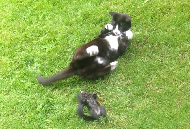 Mačka "ubija" vicevima, vjeverac se raspametio od smijeha