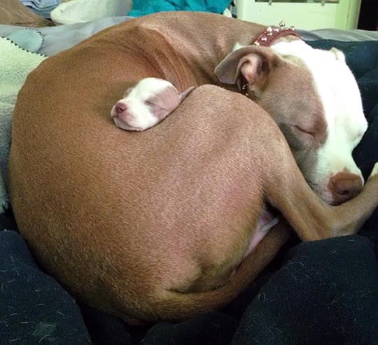 Icucek, koji fini spavanac!