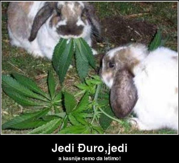 Zekanima umjesto djeteline podvalili marihuanu