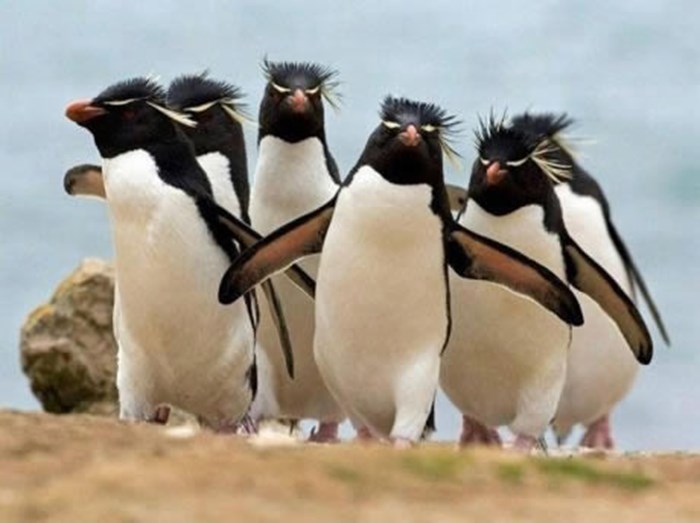 Opaka pingvinska banda utjeruje strah plažom