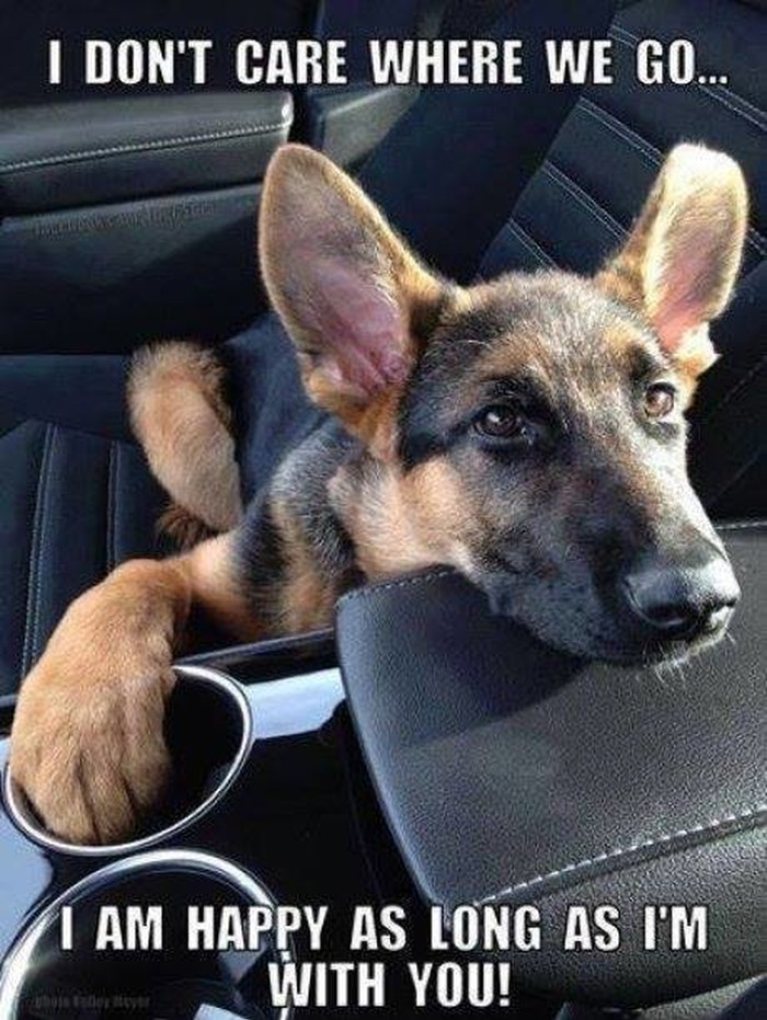 "Puppy eyes" te slome u sekundi