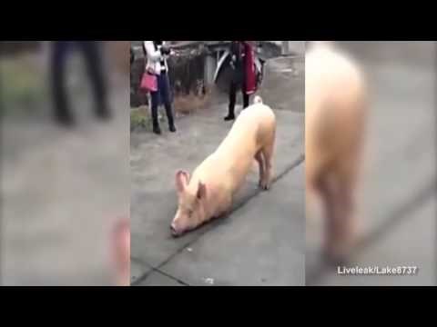 Video: Budističko prase kidnulo s farme i zavapilo bogu pred lokalnim hramom