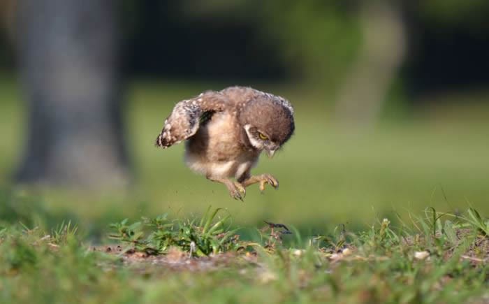 Beba sovica uči letjeti: Ne ide, pa ne ide, daj krila radite