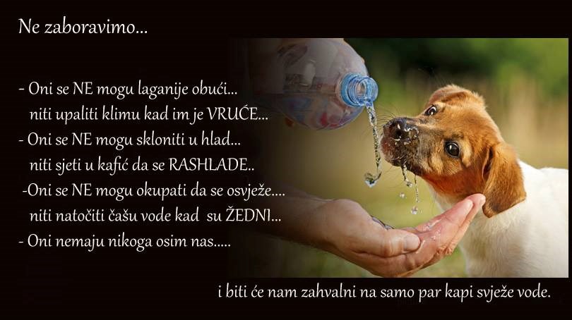 U paklenim vrućinama ne zaboravimo životinjice!