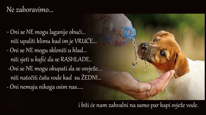 U paklenim vrućinama ne zaboravimo životinjice!